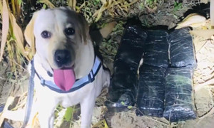 Phát hiện 12,5kg ma tuý, chó nghiệp vụ được thưởng vòng hoa chân gà