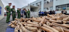 Bắt giữ lô ngà voi nhập lậu lớn nhất từ trước đến nay tại Hải Phòng