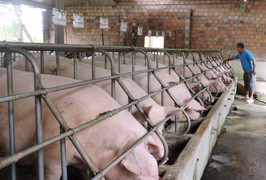 Giá heo hơi thấp kỷ lục, dưới 50.000 đồng/kg: Nguy cơ thiếu, đắt đỏ dịp cuối năm