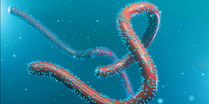 Marburg - căn bệnh Bộ Y tế yêu cầu giám sát chặt có tỷ lệ tử vong tới 88%