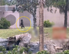 Tinh tinh hành động như người, khiến khách tham quan phát hoảng 