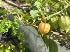 Cây thù lù có ăn được không?