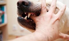 Trong 1 tuần, có 17 ca bị chó nghi dại cắn ở Phú Yên 