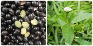 Cách nấu đỗ đen với cỏ mực