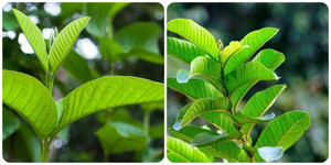 Tác dụng của lá ổi tươi