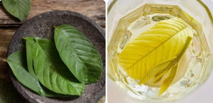 Uống nước lá ổi tươi có tác dụng gì?