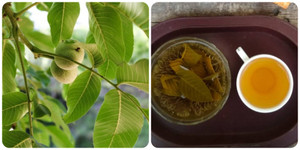 Lá ổi: 'Thần dược' ngăn ngừa ung thư và nhiều lợi ích đối với sức khỏe