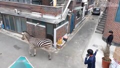 Ngựa vằn bị tóm sau ba giờ chạy trốn ở Seoul, Hàn Quốc