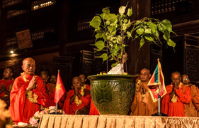 Rước nhánh cây bồ đề thiêng về trồng tại chùa Bái Đính