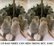 Thử tài tinh mắt: Có mấy con mèo trong gương?