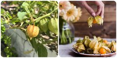 Tầm bóp: Rau dại ở Việt Nam, nước ngoài là thần dược