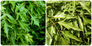 Tác dụng của lá đinh lăng tươi