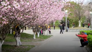 Ngắm hoa mai Trung Quốc nở rộ tuyệt đẹp