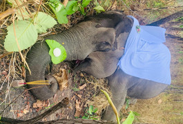 Thêm một voi nhà 49 năm tuổi chết ở Đắk Lắk