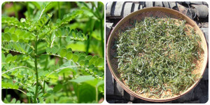 Tác dụng của cây chó đẻ răng cưa