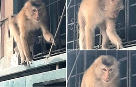 Khỉ hoang gây náo loạn khu dân cư ở Hà Nội