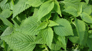 Rau kinh giới có tác dụng gì?