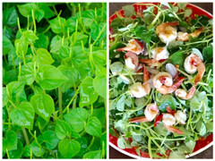 Loại rau từng bị coi là cỏ dại ở Việt Nam, nhưng trên thế giới là vị thuốc quý