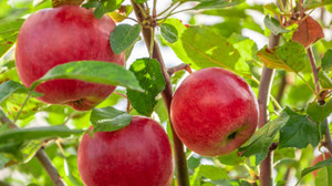 Táo đắt nhất thế giới 500.000 đồng/quả có gì đặc biệt?