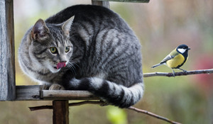 Trêu chọc chim hoét đen, mèo cưng bị trả thù cực phũ
