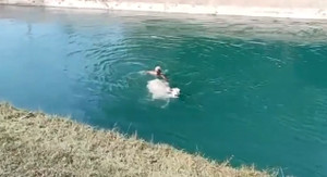 Cụ ông vật lộn giữa dòng nước giải cứu chú bò 