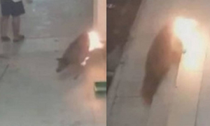 Bị chó hoang đuổi theo, nam thanh niên trả thù dã man