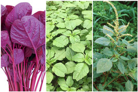 Rau dền có tác dụng gì?