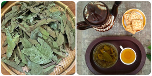 Những lợi ích tuyệt vời của lá ổi với sức khỏe