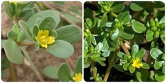 Cây rau sam có tác dụng gì?