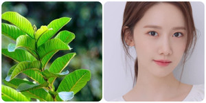 Những lợi ích kỳ diệu của lá ổi với việc làm đẹp