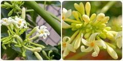 7 tác dụng của hoa đu đủ đực ít người biết