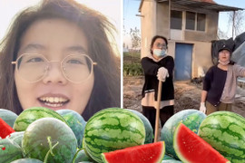 Bỏ việc lương cao ở thành phố về quê trồng dưa hấu