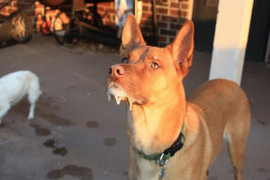 Một nam giới tử vong do bệnh dại ở Điện Biên