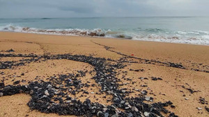 Xuất hiện vệt dầu vón cục trên bờ biển Tuy Hòa