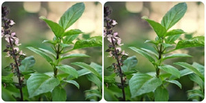 10 lợi ích tuyệt vời của lá húng quế với sức khỏe