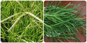 Cỏ mần trầu: Vị thuốc đẹp da, bổ máu núp bóng cỏ dại