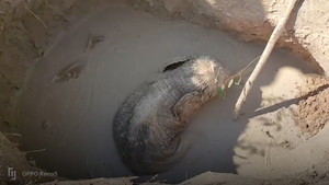 Giải cứu voi con mắc kẹt dưới hố bùn ở Thái Lan