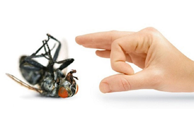 Tuyệt chiêu khiến ruồi biến mất khỏi nhà bạn trong nháy mắt