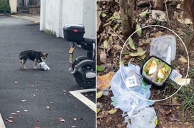 Bị chó hoang tha mất suất cơm, cô gái ngỡ ngàng trước tình huống bất ngờ