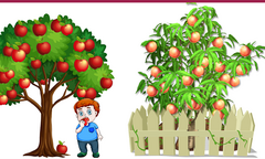 Nhìn hình gợi ý đoán câu tục ngữ 