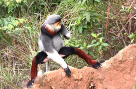 Chồn dính bẫy, voọc cụt tay trên Khu Bảo tồn thiên nhiên Sơn Trà