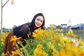 Người dân đổ xô đi ‘check in’ tại đường hoa sao nhái chạy giữa cánh đồng lúa