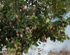 Hồng xiêm nhiều lợi ích cho sức khoẻ nhưng ai không nên ăn?