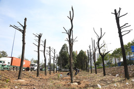 Vì sao TP.HCM di dời, đốn hạ hơn 1.300 cây xanh trên đường Mai Chí Thọ?