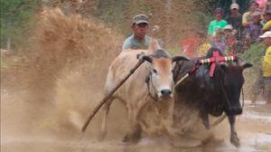 Cuộc đua của những chú bò ở Indonesia