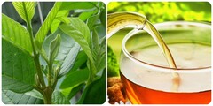 Nước lá ổi có uống được?