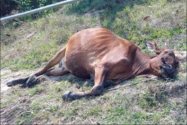 Voi rừng tấn công người dân, quật chết bò và phá nát nhiều hoa màu