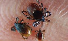Cảnh báo sự lan rộng của bệnh viêm não virus do ve