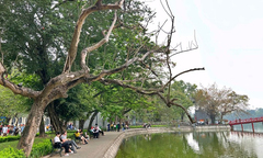 Sẽ chặt hạ 3 cây sưa chết bên hồ Hoàn Kiếm, đề nghị Sở Xây dựng bảo quản gỗ