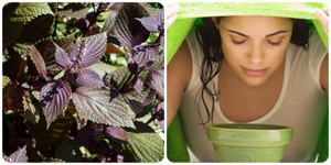 Rửa mặt bằng nước lá tía tô có tác dụng gì?